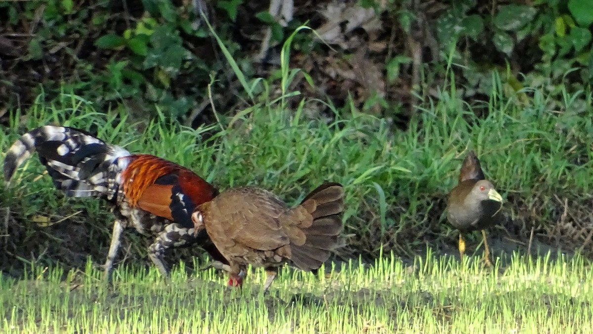 Red Junglefowl - ML278791121