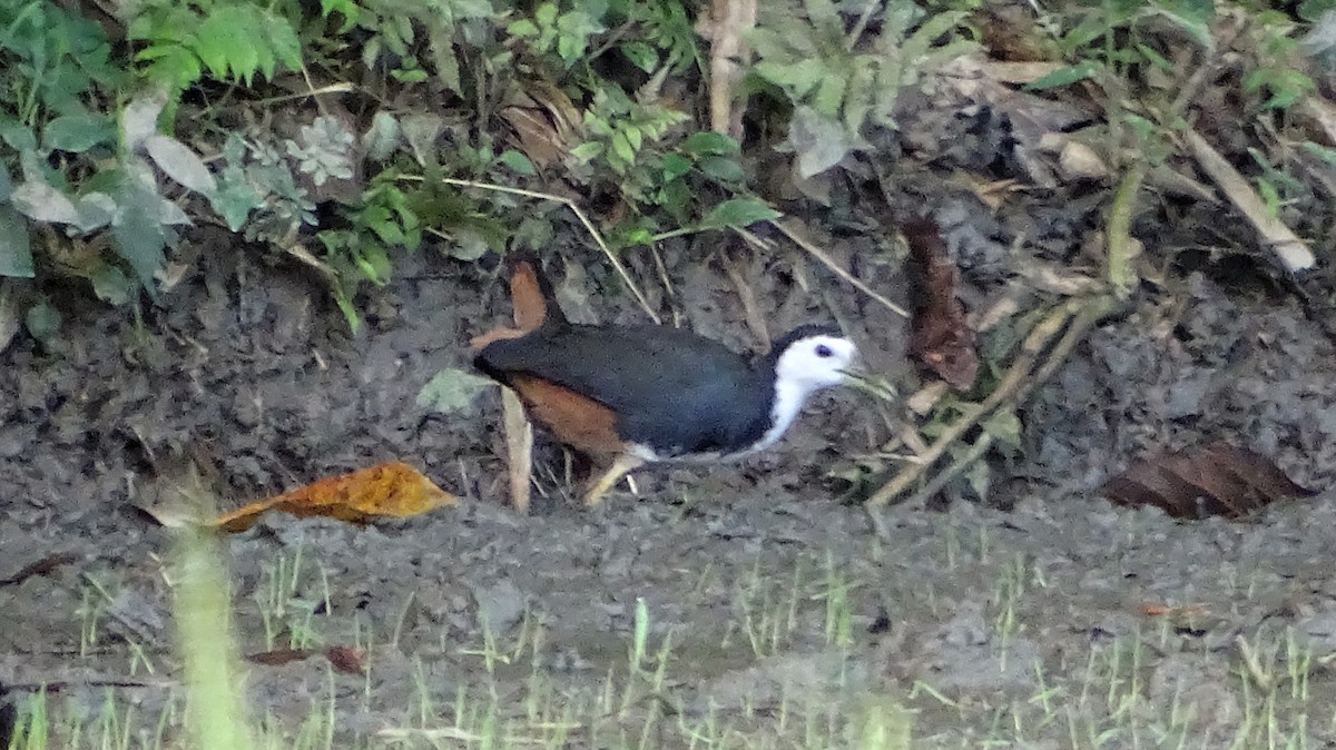 White-breasted Waterhen - Kim Cancino