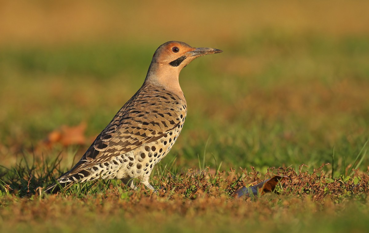 Northern Flicker - ML278792981