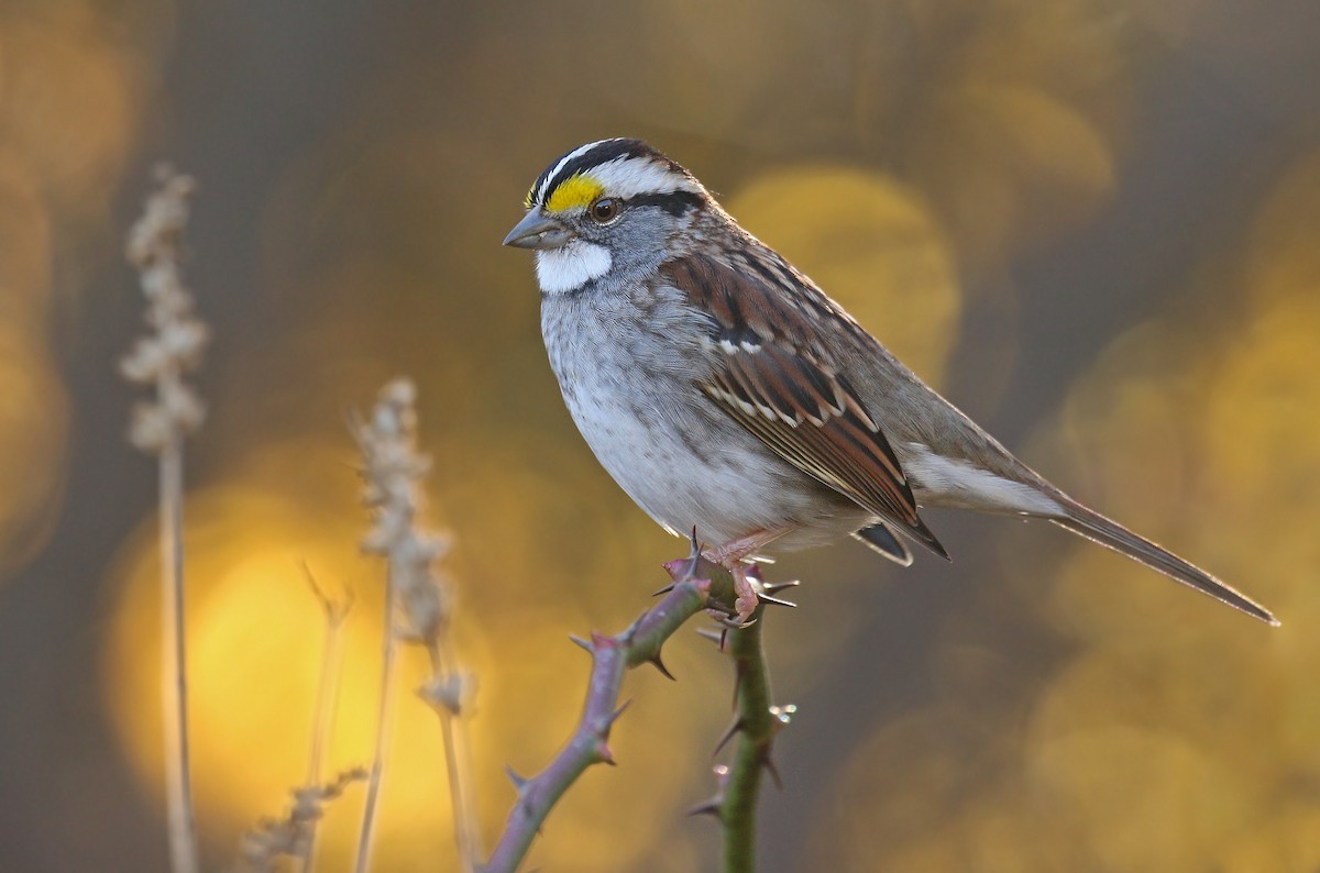 White-throated Sparrow - ML278793201