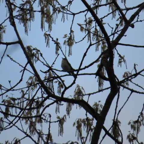 Warbling Vireo - valerie heemstra