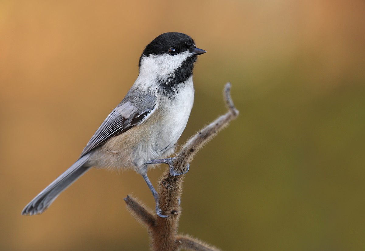 Black-capped Chickadee - ML278793501