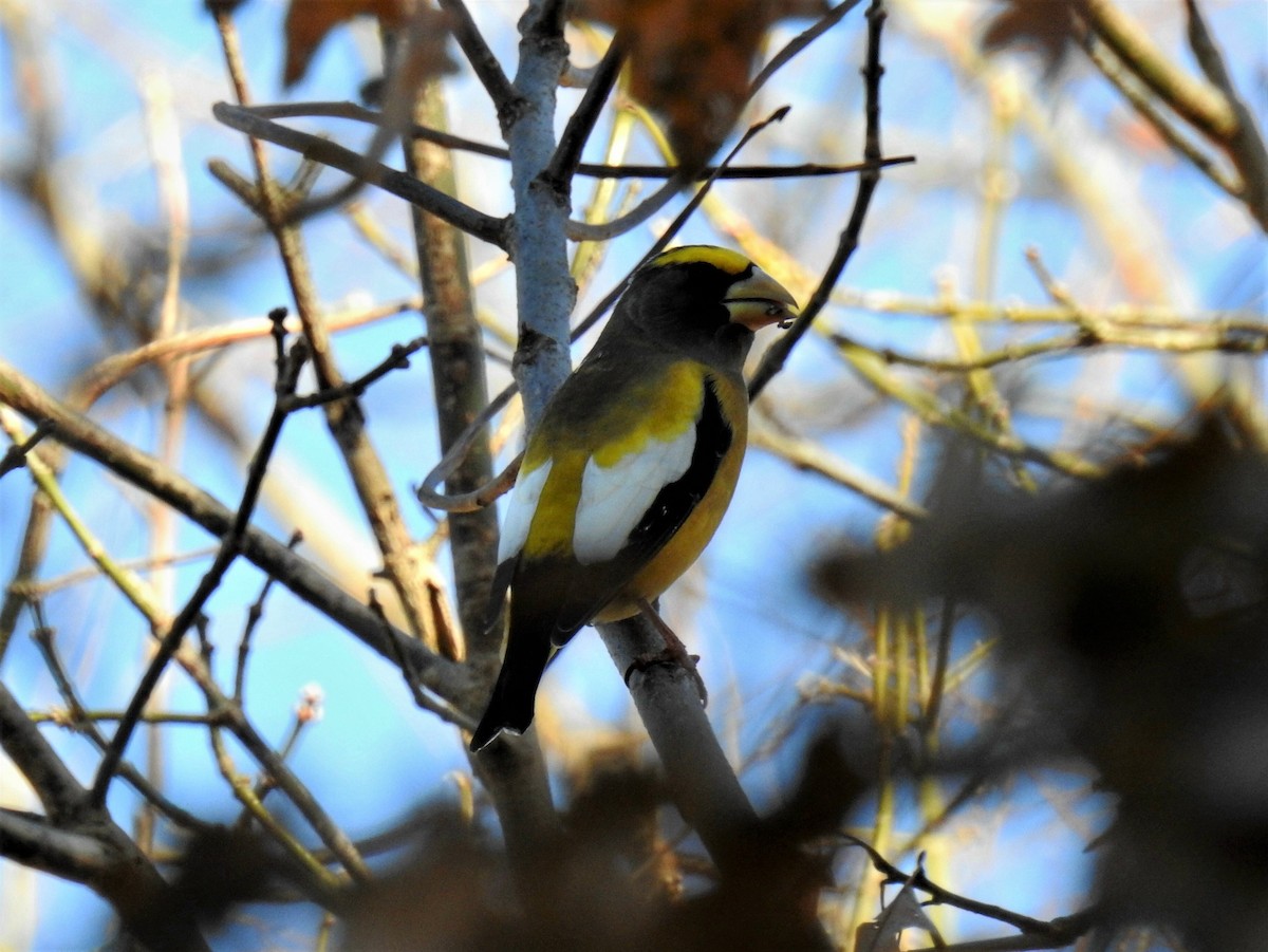 Evening Grosbeak - ML278794041