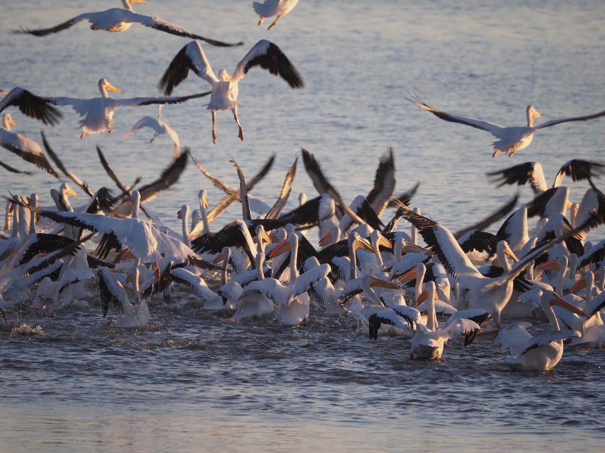 American White Pelican - Michael McCloy