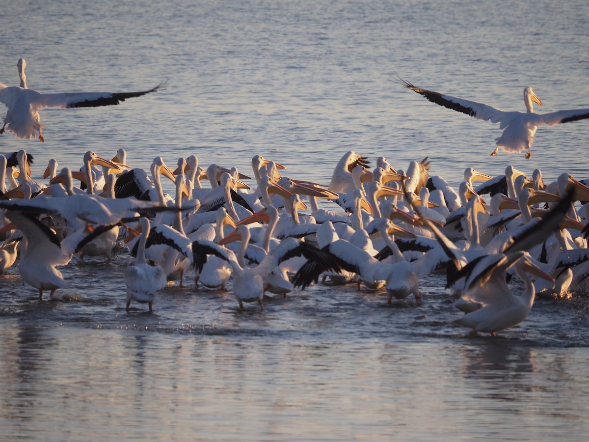 American White Pelican - Michael McCloy