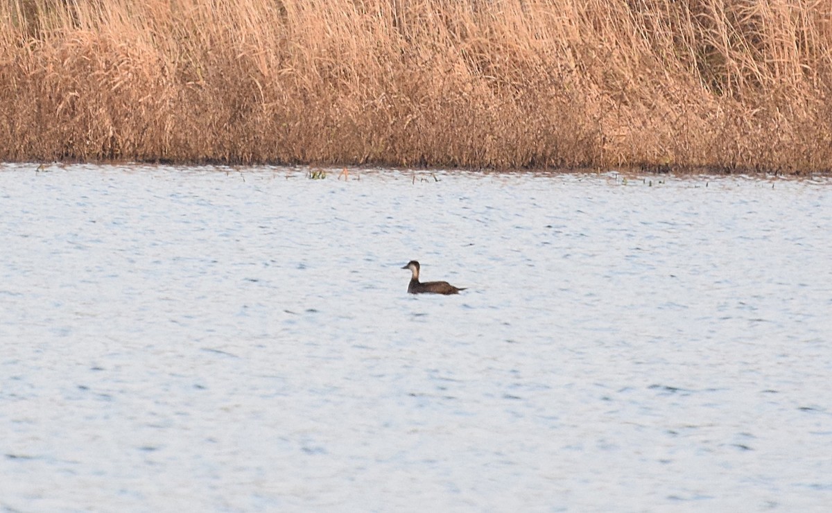 Black Scoter - ML278795141