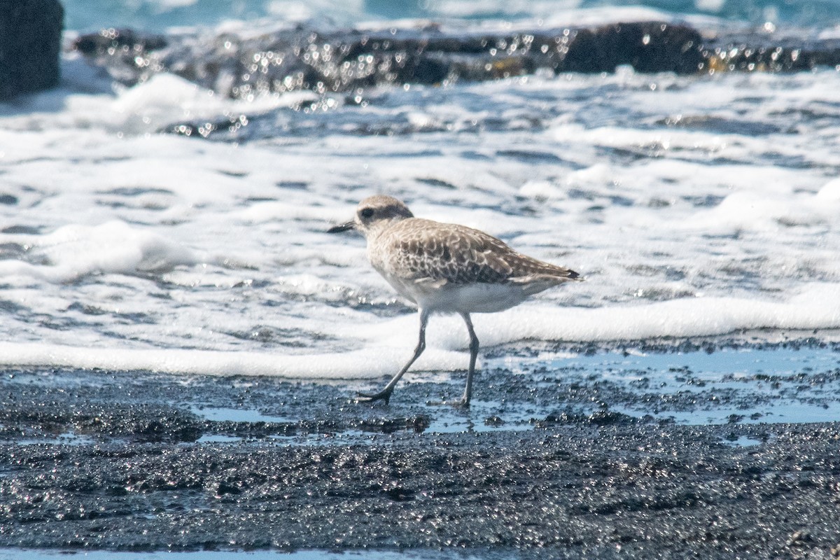 Black-bellied Plover - Peter Rigsbee