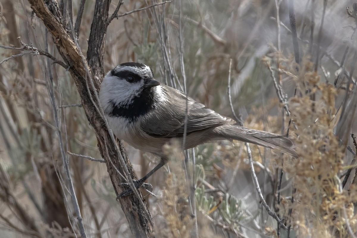 Mésange de Gambel - ML278795961