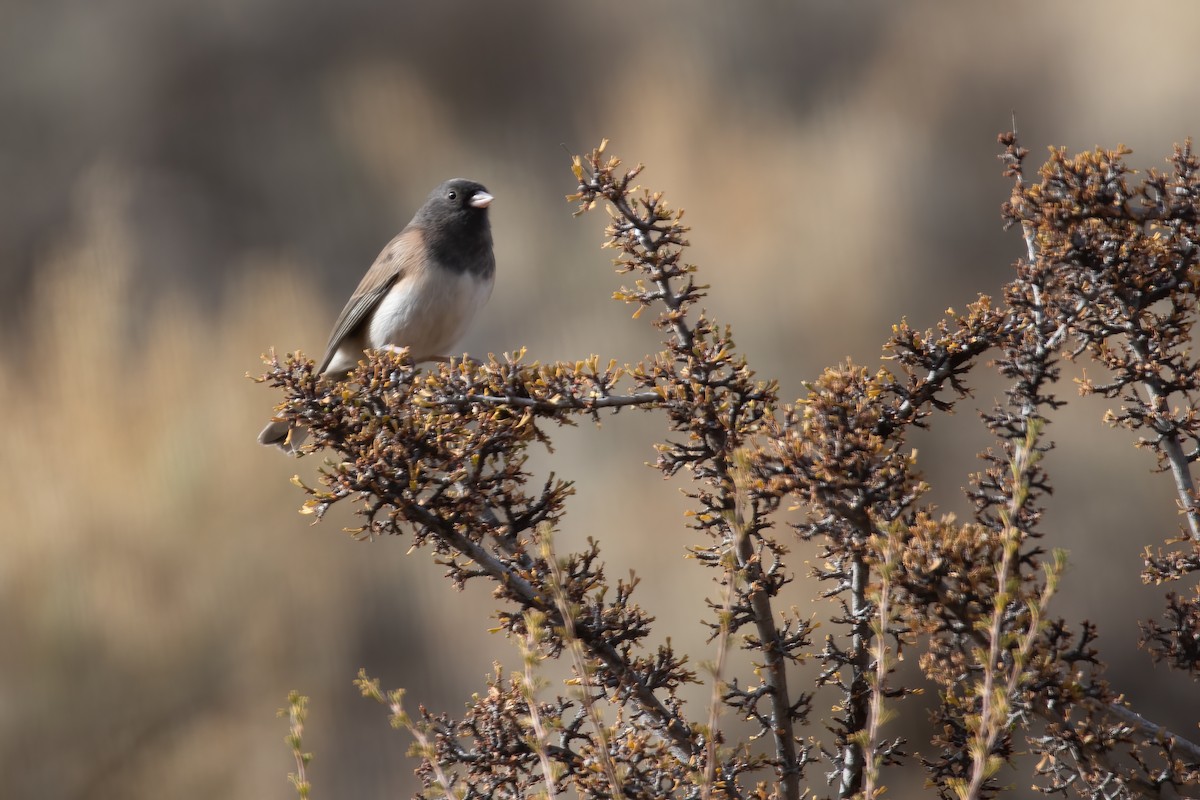 Dark-eyed Junco - ML278796091