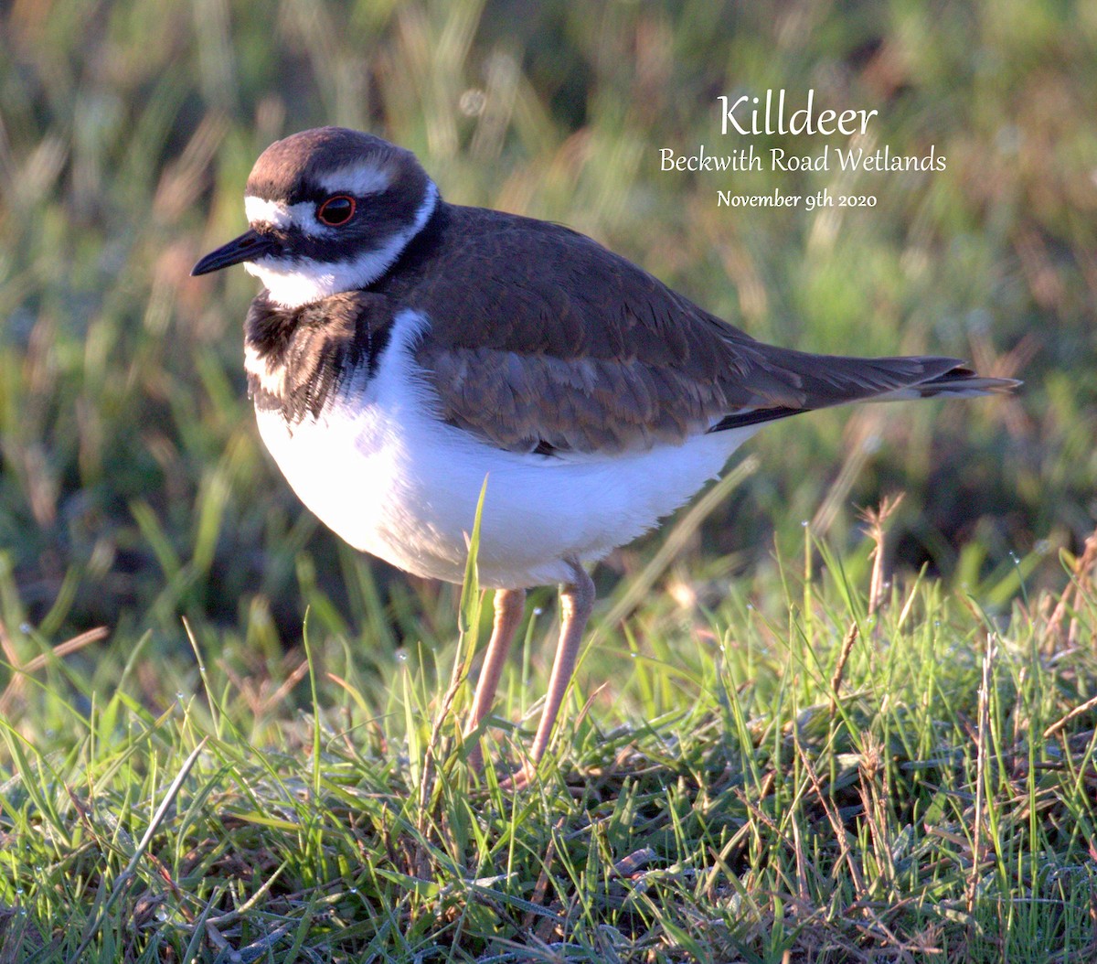 Killdeer - Richard Brown