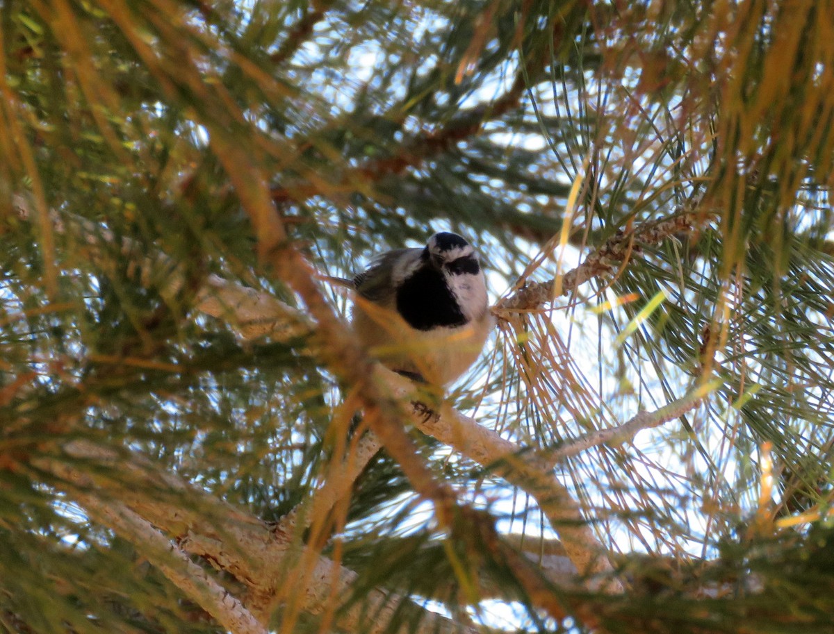 Mountain Chickadee - ML278798751