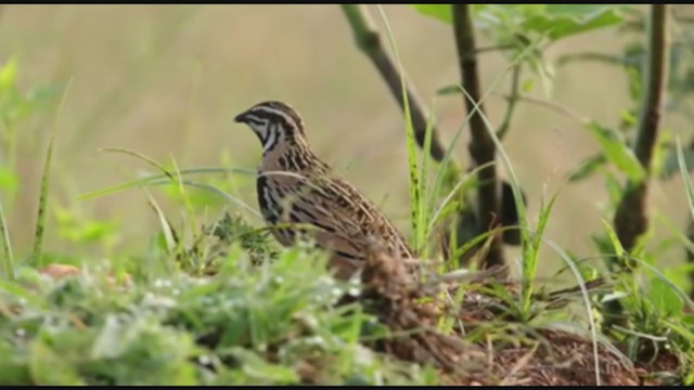 Rain Quail - ML278799271