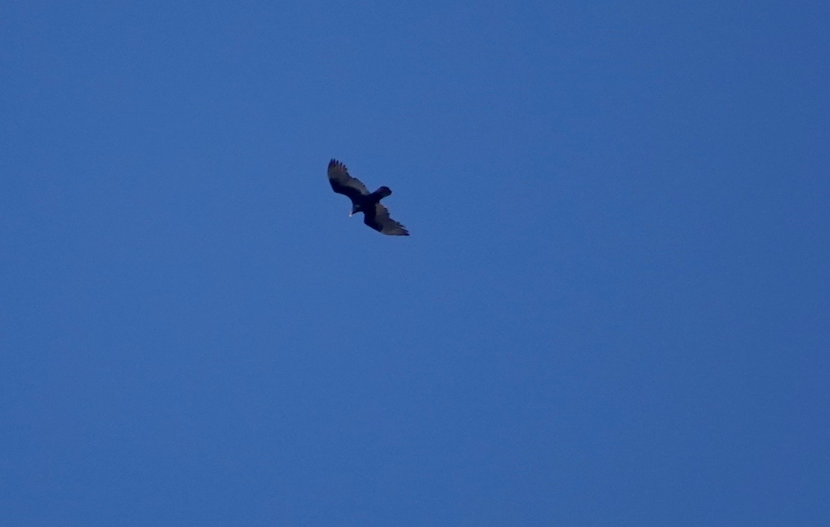 Turkey Vulture - ML278799781