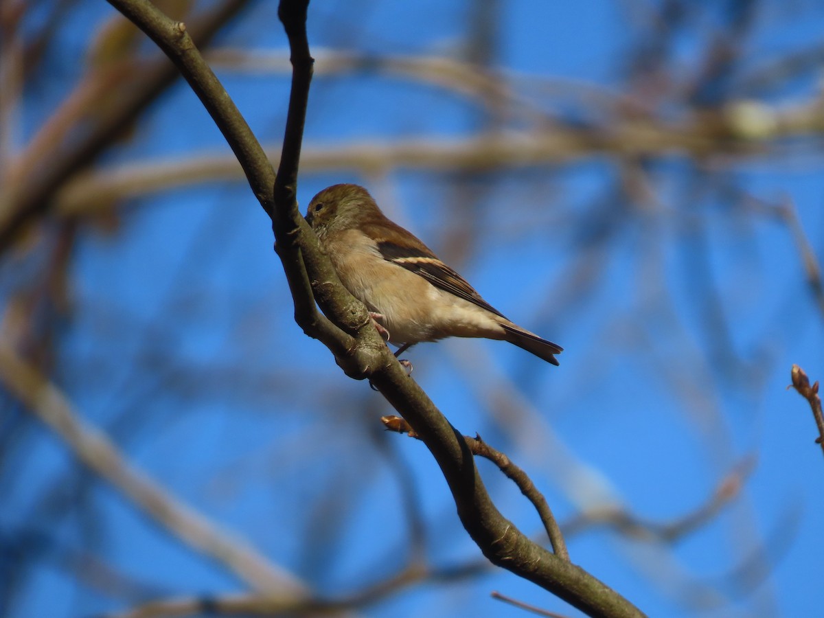 American Goldfinch - Richard Leonard