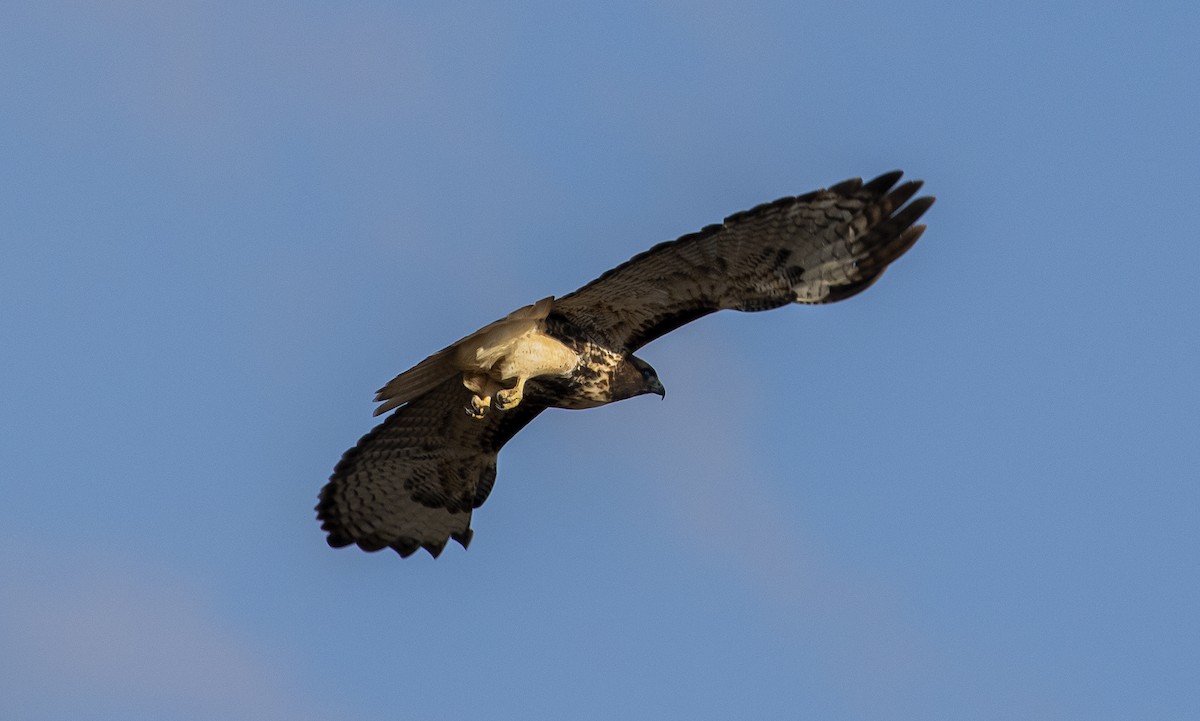 Red-tailed Hawk - ML278800471