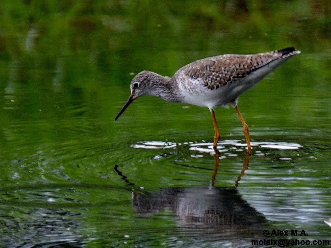 Lesser Yellowlegs - Alex Molina