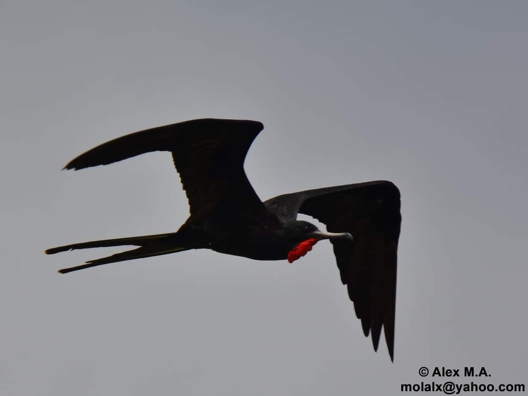 Magnificent Frigatebird - Alex Molina