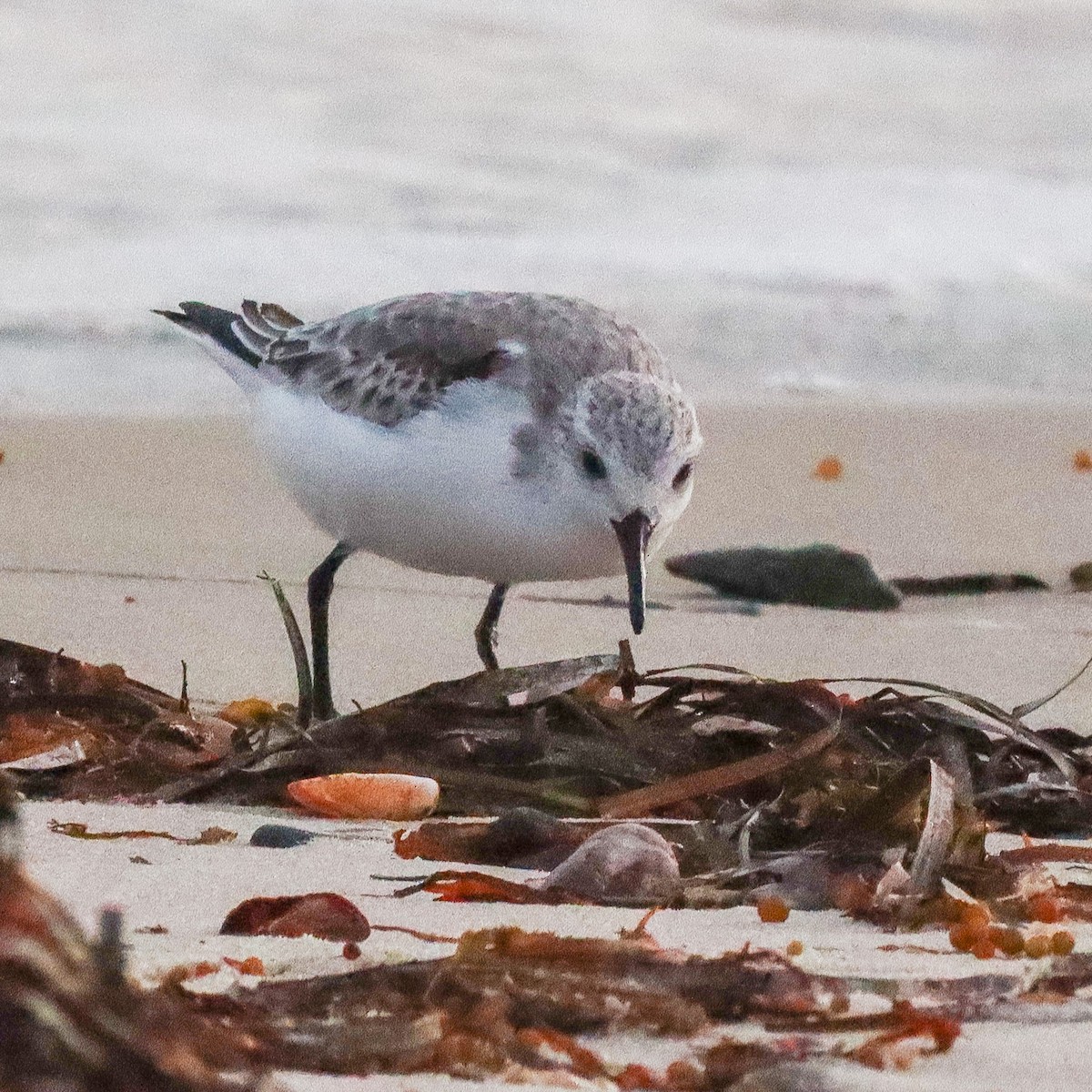 Sanderling - ML278802131