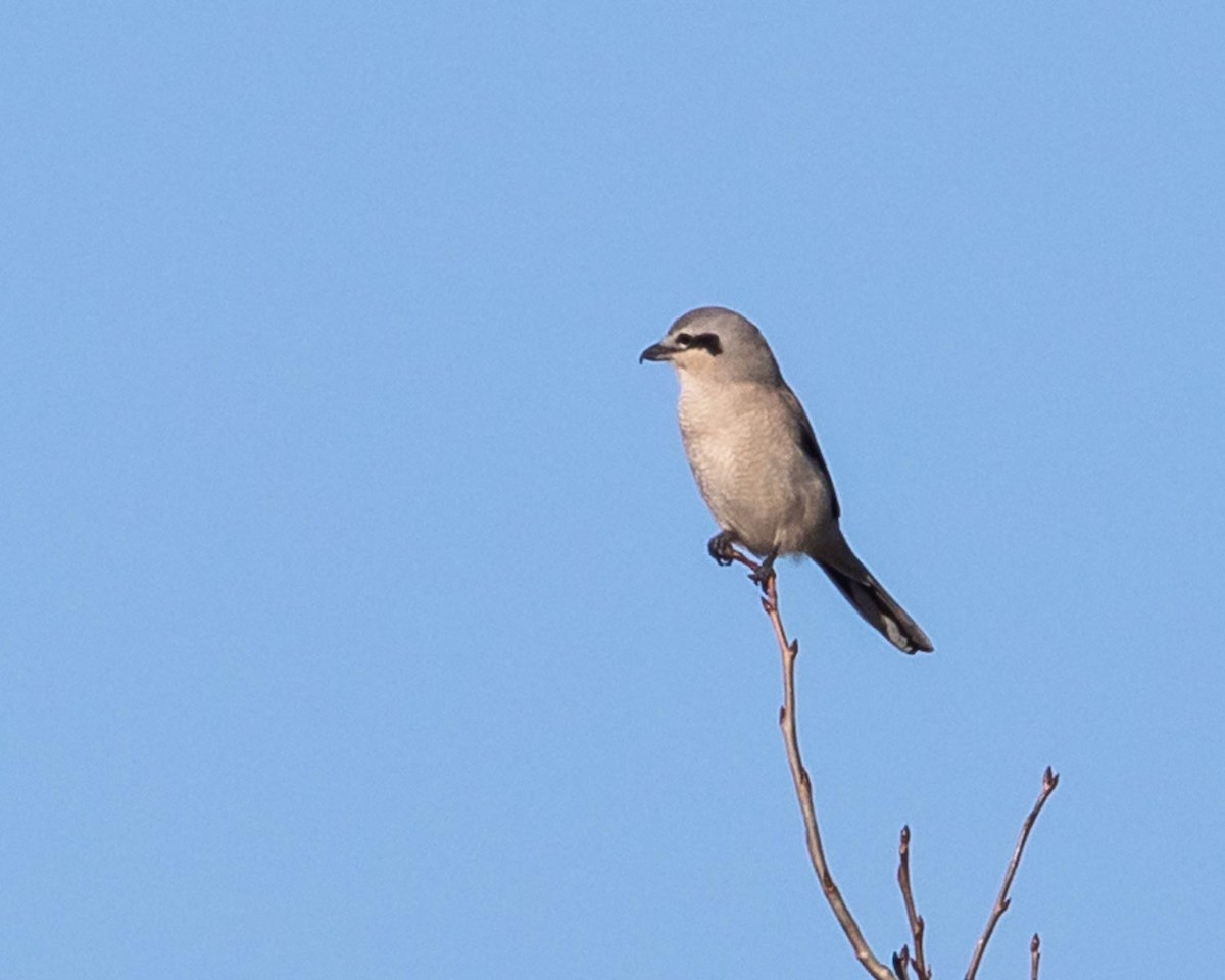 Northern Shrike - Scott Surner