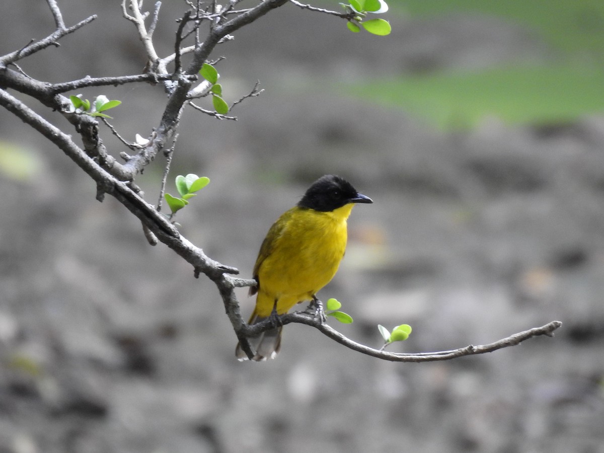 Black-capped Bulbul - ML278805471