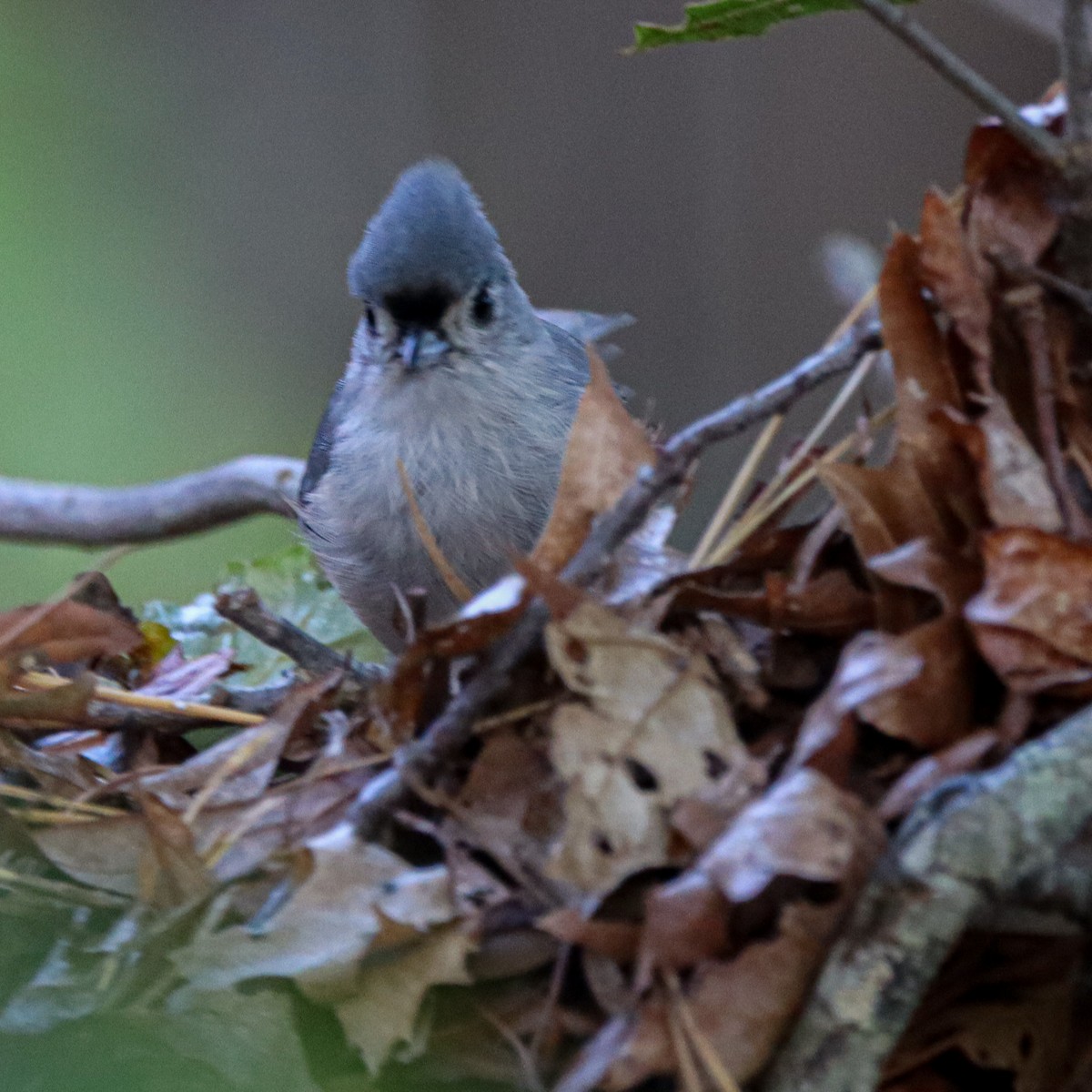 Mésange bicolore - ML278805811