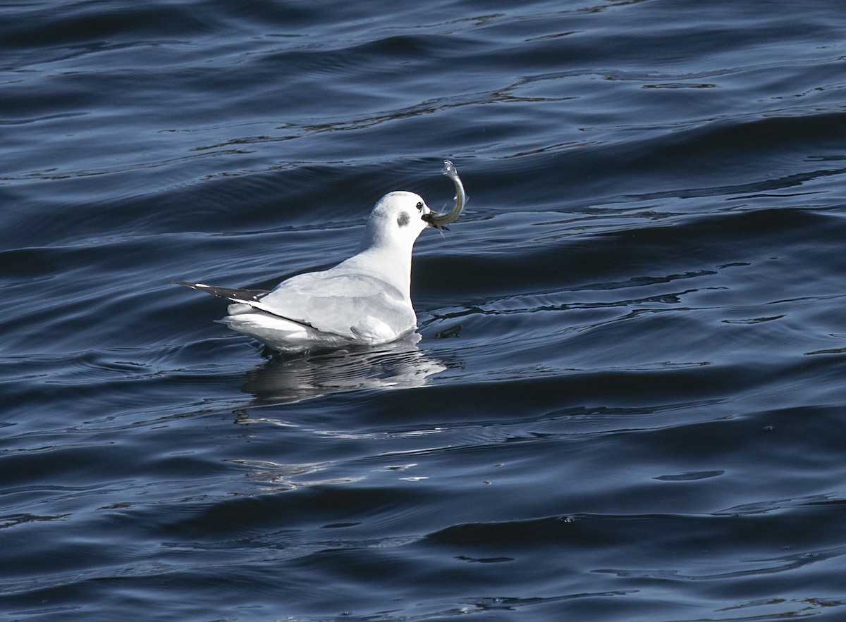 Bonaparte's Gull - Terry  Hurst