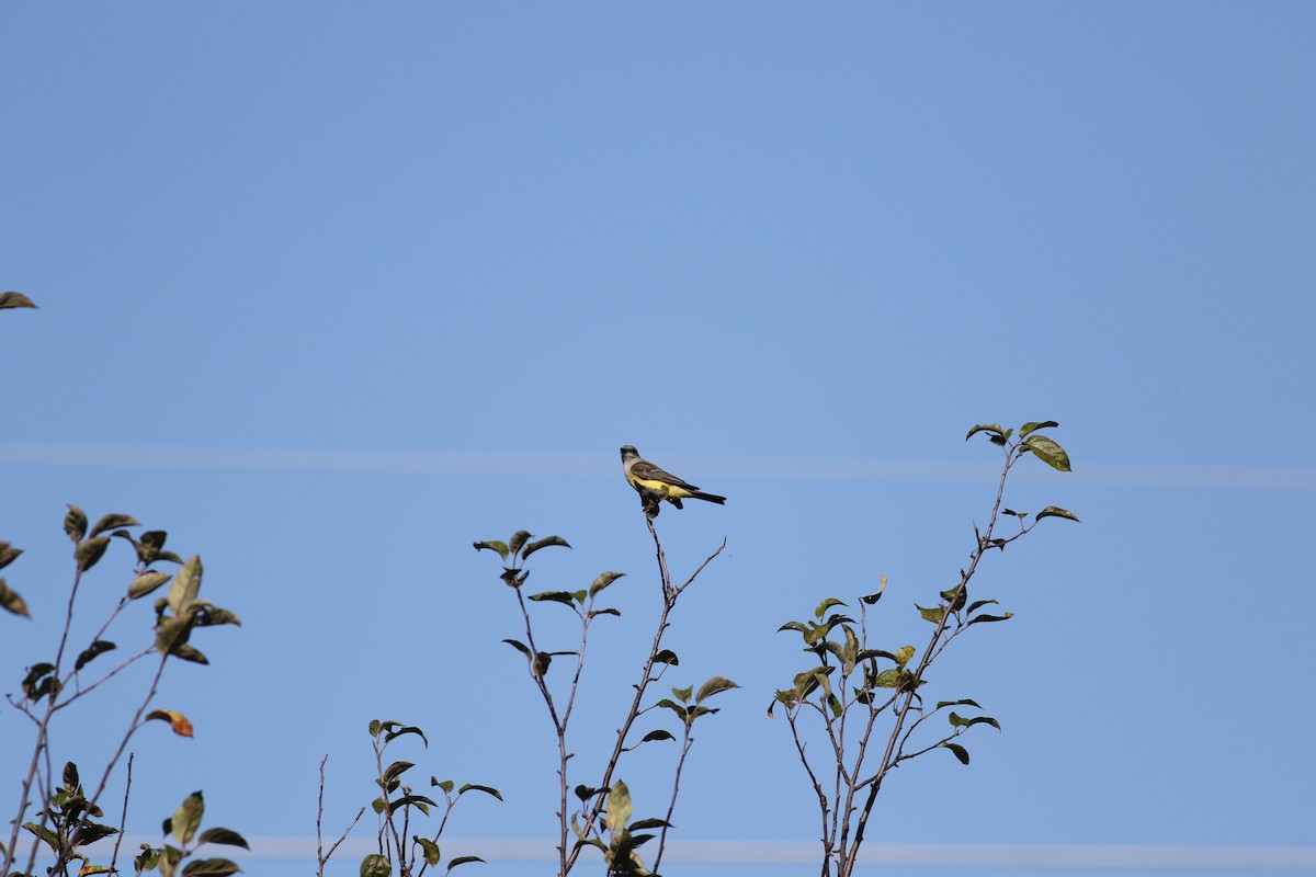 Western Kingbird - ML278809501