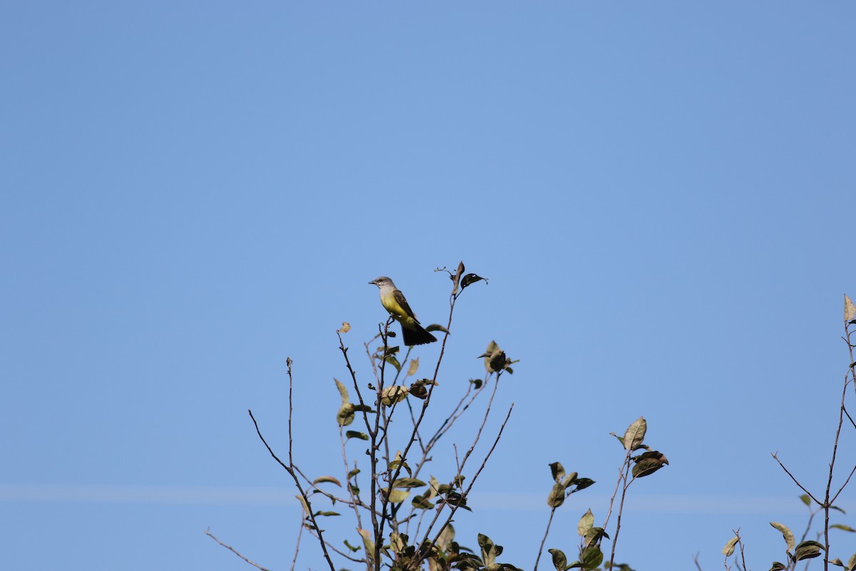 Western Kingbird - ML278810841