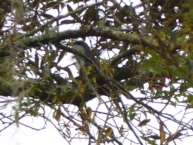 Yellow-billed Cuckoo - ML27881151