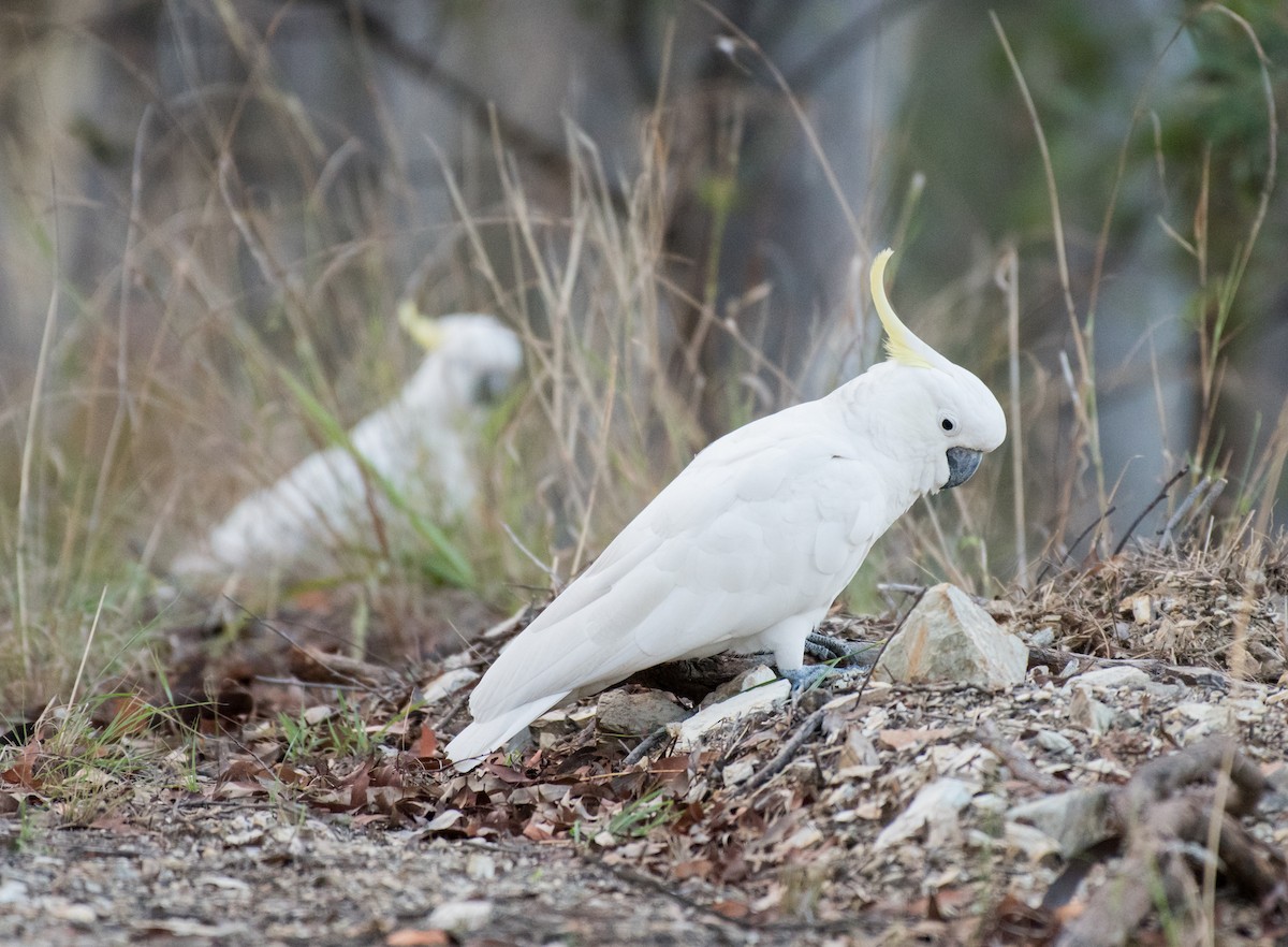 Sulphur-crested Cockatoo - ML278814961