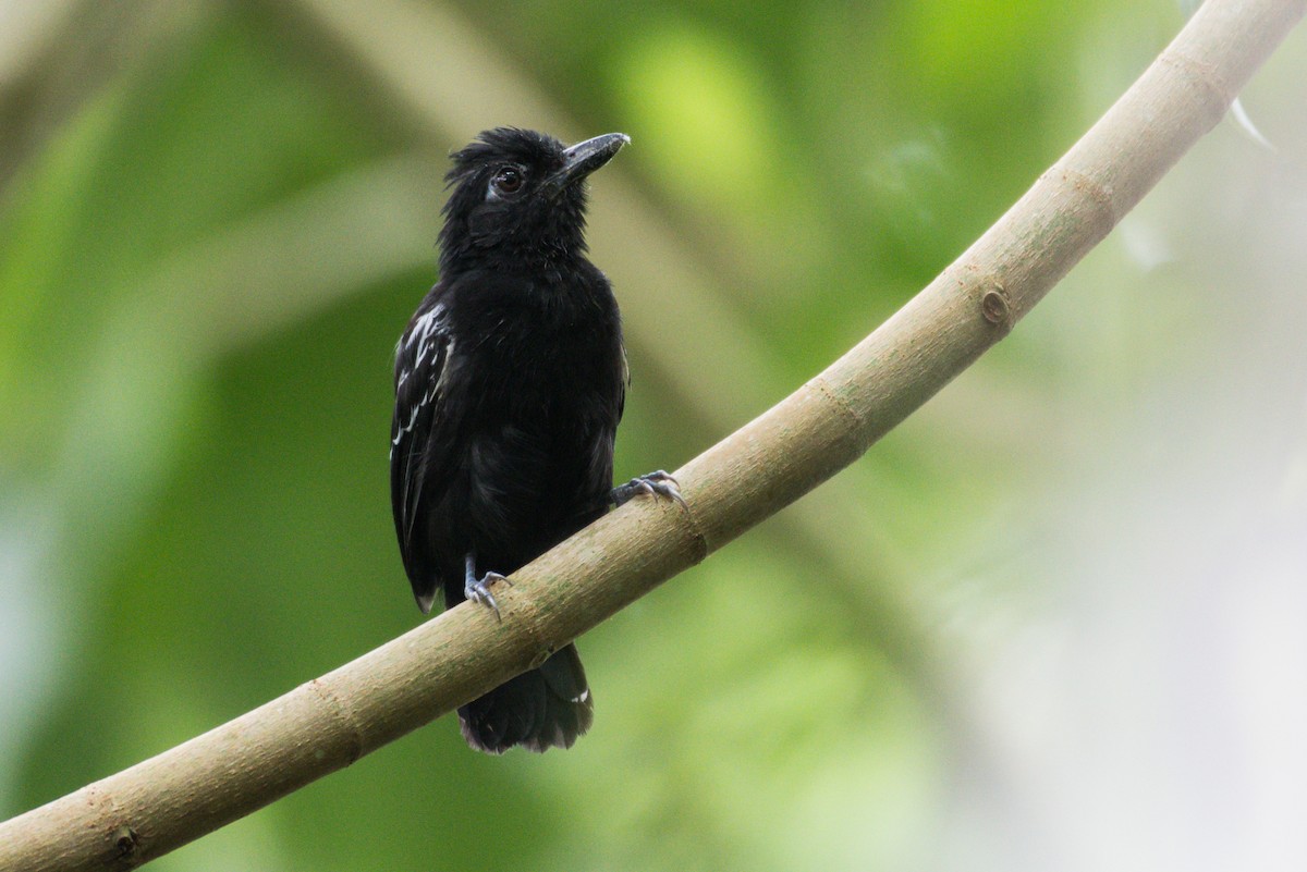 Castelnau's Antshrike - Priscilla Diniz