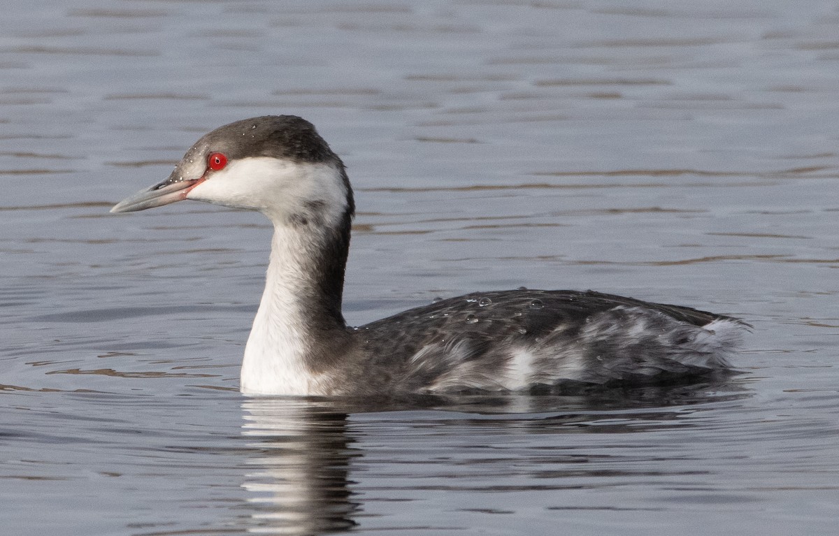 Horned Grebe - Liam Huber