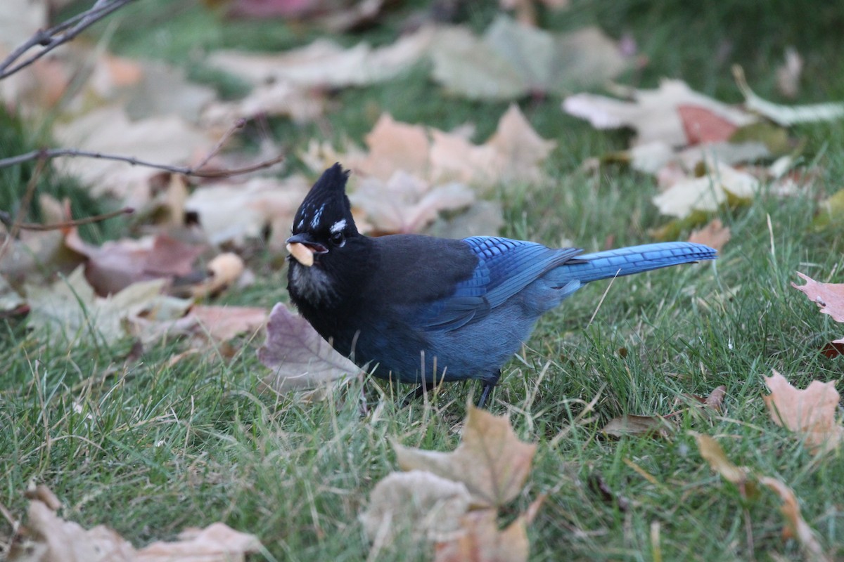 Steller's Jay - ML278820331