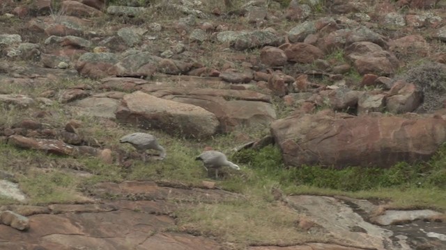 Cape Barren Goose - ML278821371