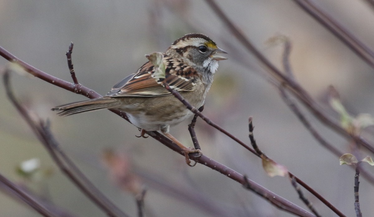 White-throated Sparrow - ML278822881
