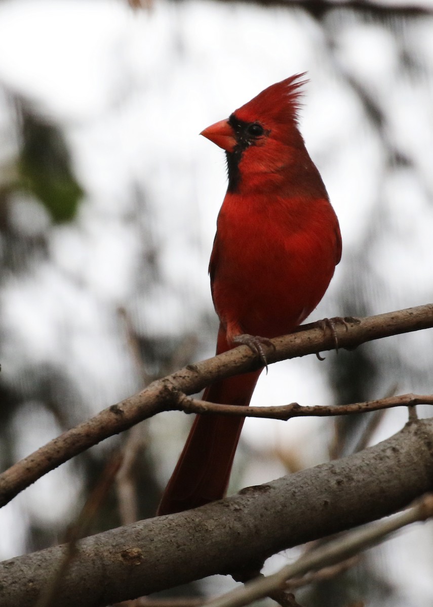 Northern Cardinal - ML278822971