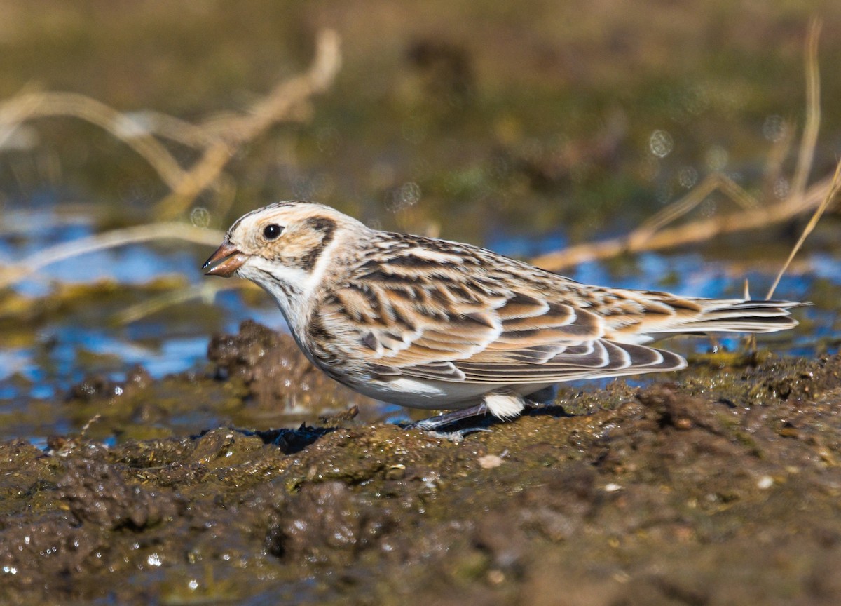 Lapland Longspur - ML278823601