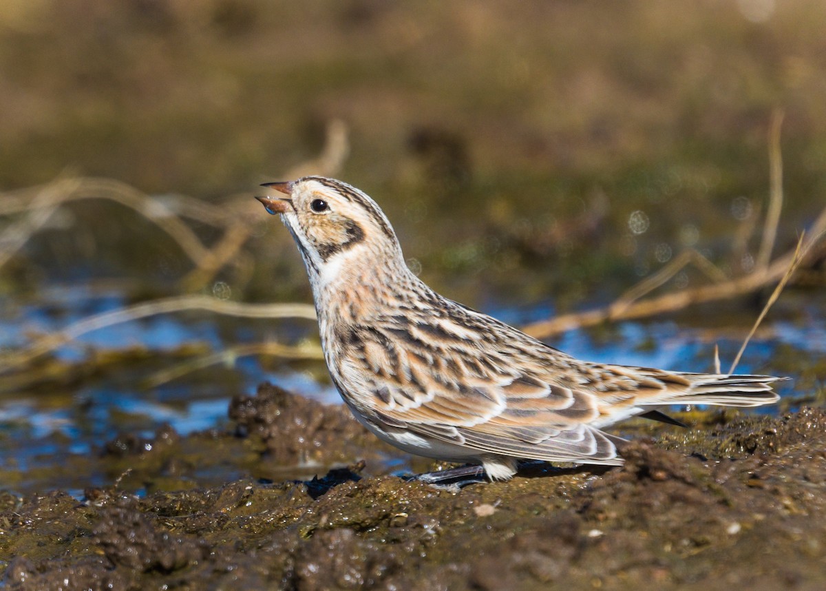 Lapland Longspur - ML278823611