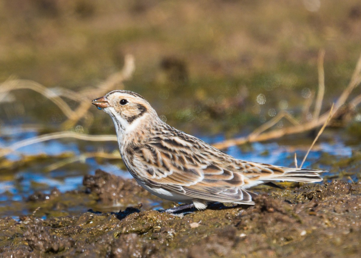 Lapland Longspur - ML278823621