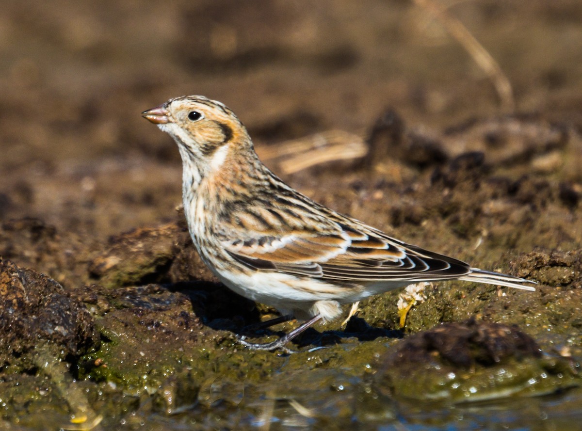 Lapland Longspur - ML278823631