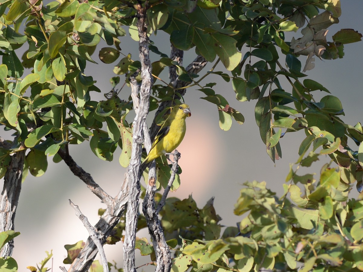 Hooded Siskin - ML278827471