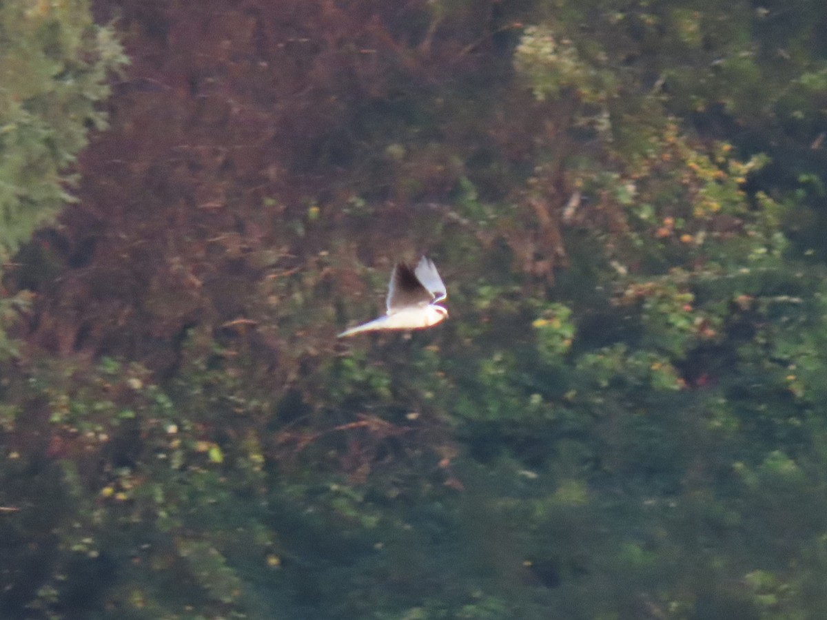 White-tailed Kite - ML278827991