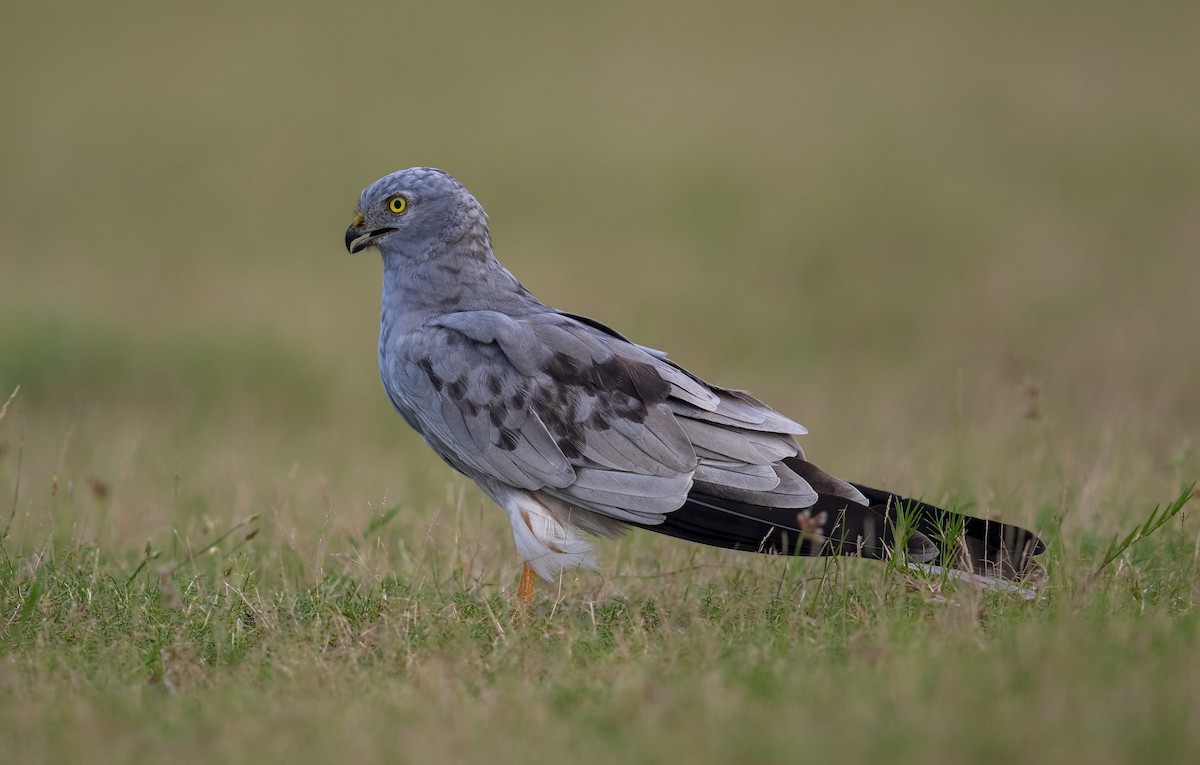 Нугын хулд - ML278828531