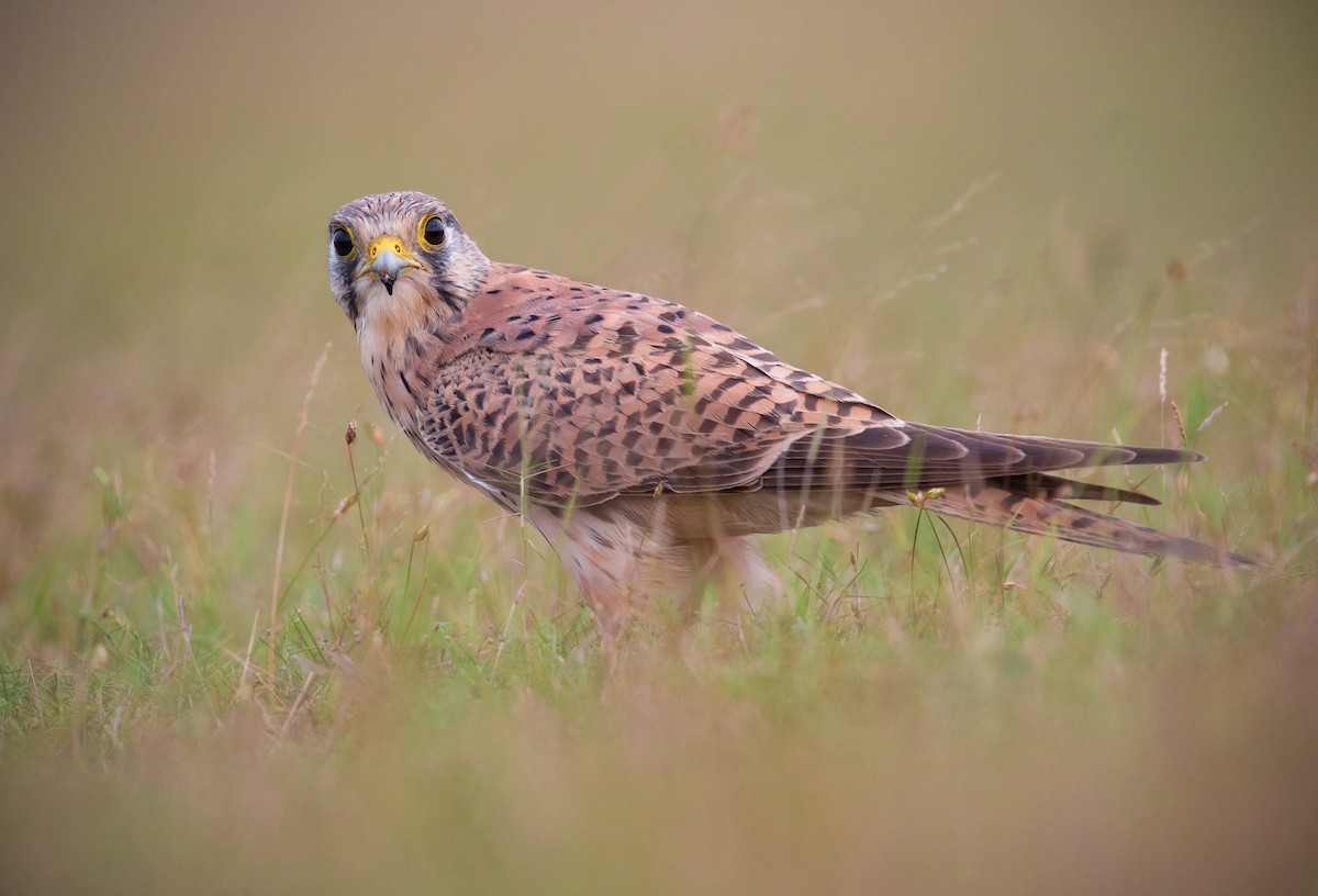 Начин шонхор - ML278828631