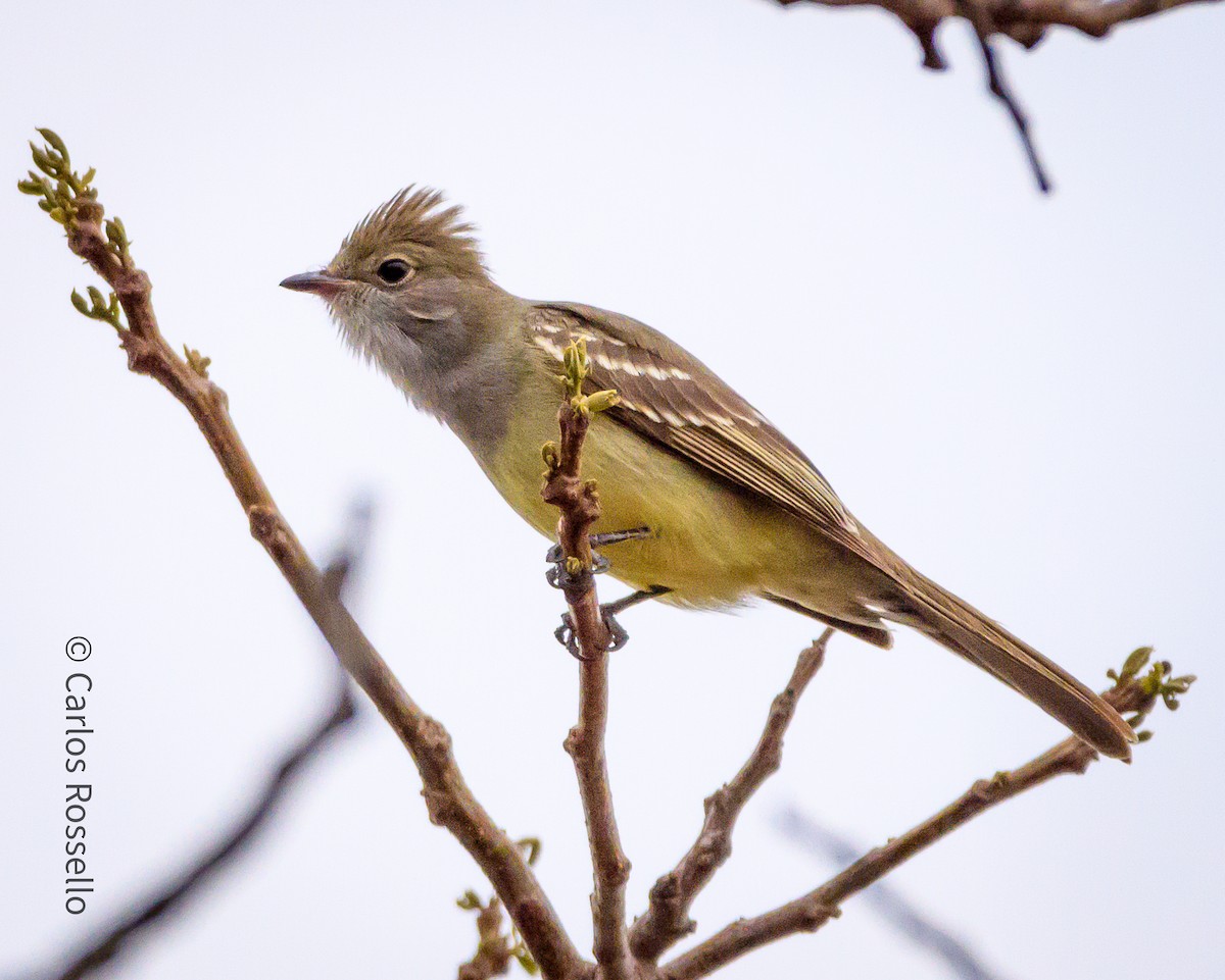 Large Elaenia - Carlos Rossello