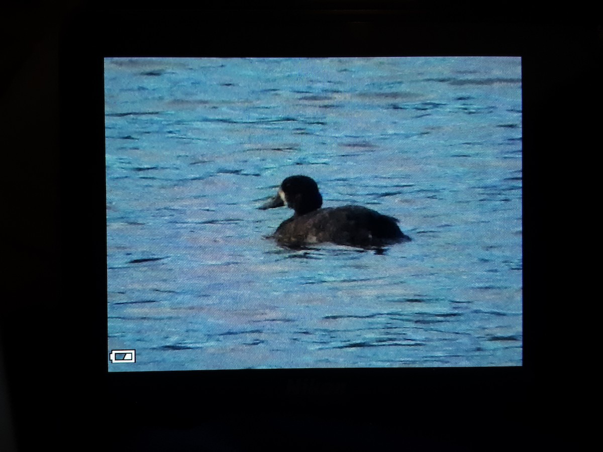 Greater Scaup - ML278830511