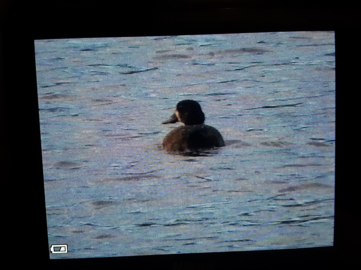 Greater Scaup - ML278830531