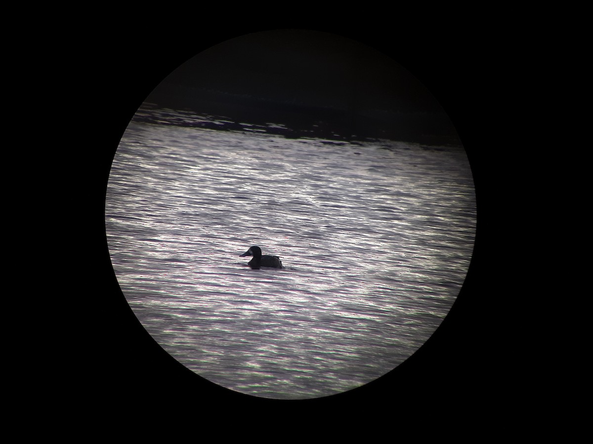 Greater Scaup - ML278830651