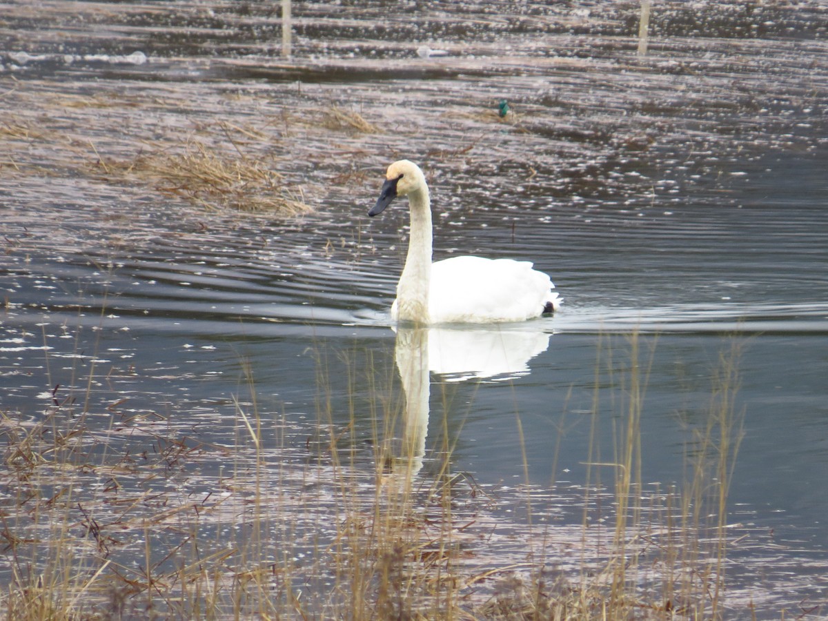 Trumpeter Swan - Chris Dale