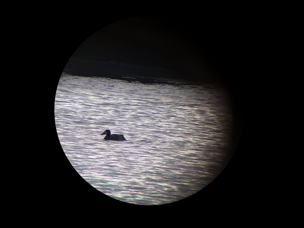 Greater Scaup - ML278830831